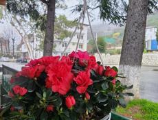Продажа цветов❗️