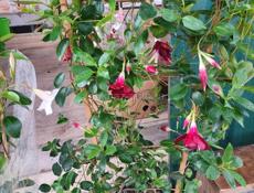 Продажа цветов❗️