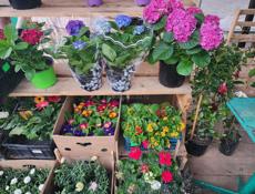 Продажа цветов❗️