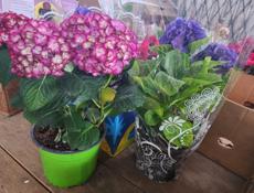 Продажа цветов❗️