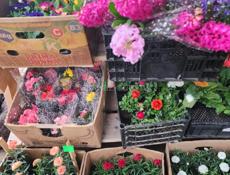 Продажа цветов❗️