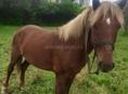 Ищу лошадь 