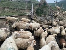 Бараны срочно дешево 