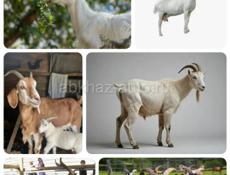 Продажа оптом ,козы ,в придачу с козлятами