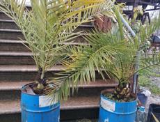 ❗❗Пальмы ❗❗