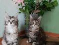 Котята мейн-кун