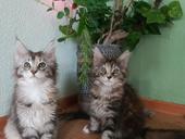 Котята мейн-кун