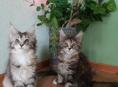 Котята мейн-кун как подарок для любимых))