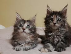 Котята мейн-кун как подарок для любимых))