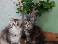 Котята мейн-кун как подарок для любимых))