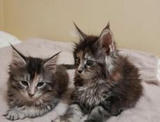 Котята мейн-кун как подарок для любимых))