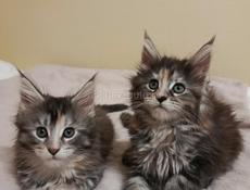 Котята мейн-кун как подарок для любимых))