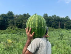 Семена арбуза барака Манчестер мирсини