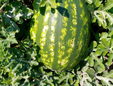 Семена арбуза барака Манчестер мирсини