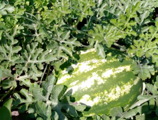 Семена арбуза барака Манчестер мирсини