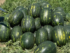 Семена арбуза барака Манчестер мирсини