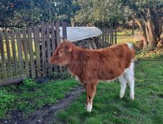 Продаётся тёлка год 