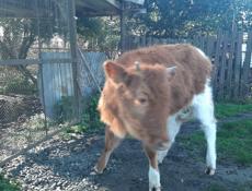 Продаётся тёлка год 