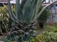 Растение Агава