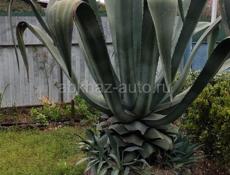Растение Агава