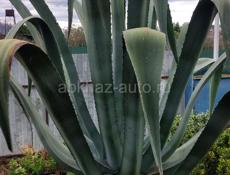 Растение Агава