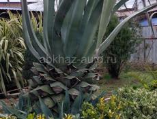 Растение Агава
