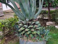 Растение Агава