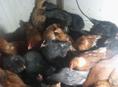 Продаю Цыплята 