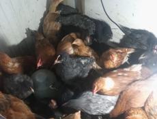 Продаю Цыплята 