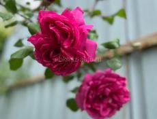 Дом под ключ A-frame сдаю посуточно Лдзаа