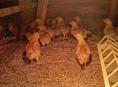Цыплята Ред Бро