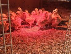 Цыплята Ред Бро