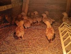 Цыплята Ред Бро