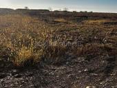 20 сот и два номера на участке 