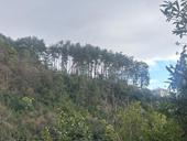 6 сот в Гагре  