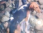 Пропала собака