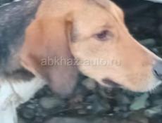 Пропала собака