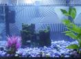 Аквариум с рыбками 