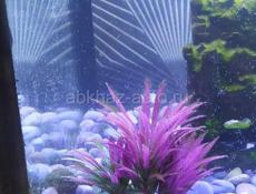 Аквариум с рыбками 