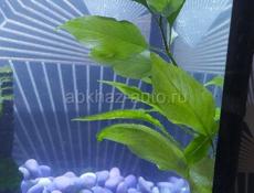 Аквариум с рыбками 