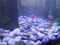 Аквариум с рыбками 