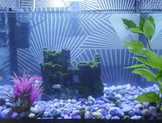 Аквариум с рыбками 
