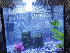 Аквариум с рыбками 