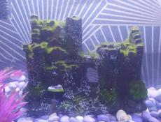 Аквариум с рыбками 