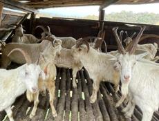 Требуется пастух