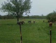 Участок Гудаута, Белая Речка. 