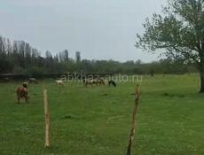 Участок Гудаута, Белая Речка. 