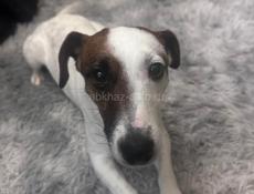 Ищем кобеля для вязки