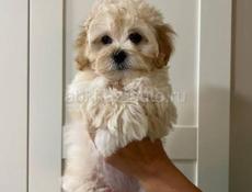 Мальтипу Ф1 