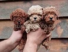 Мальтипу Ф1 